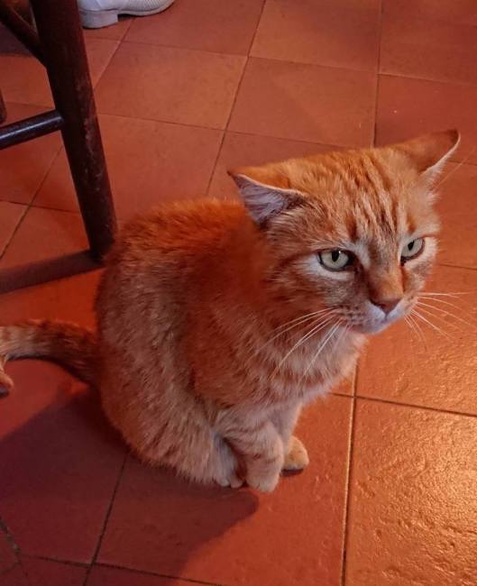 Aranciata-kitten on arancia copy