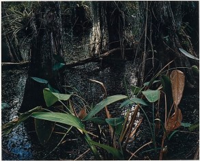 Cypress Swamp, Eliot Porter