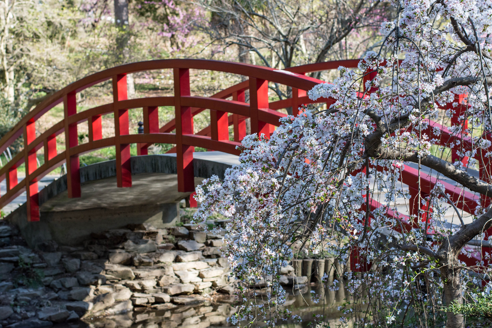 Duke-Gardens-spring-flowers